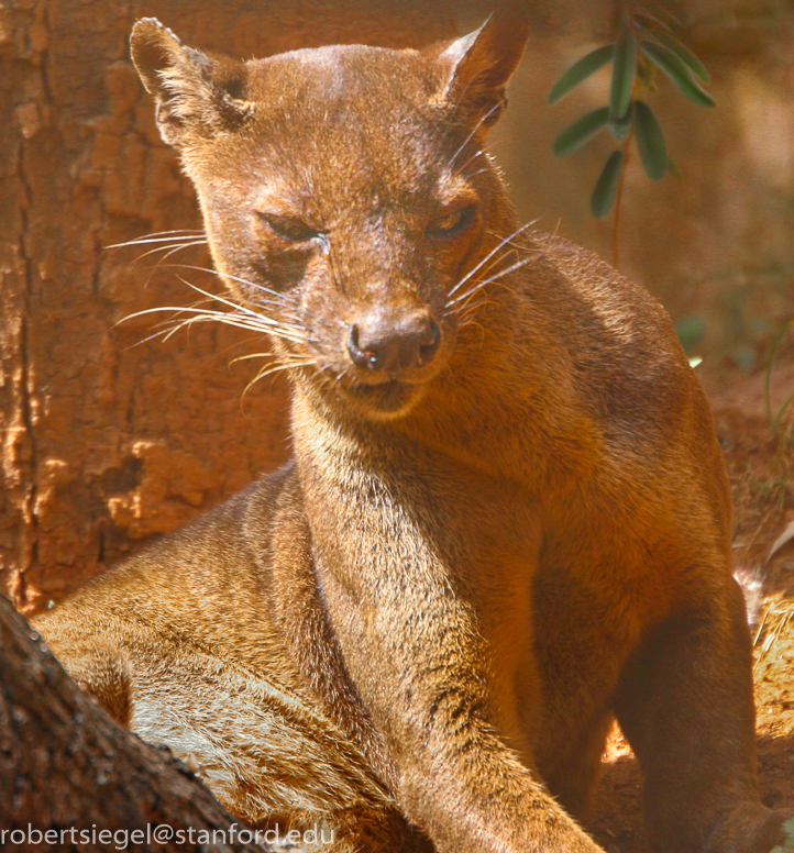 fossa